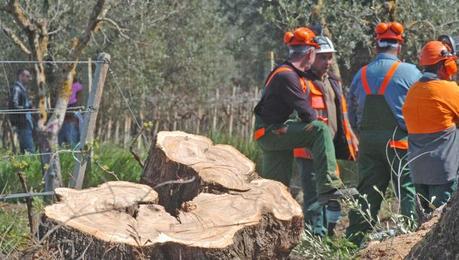 Xylella, dieci indagati a Lecce per diffusione colposa della malattia: c'è anche Silletti