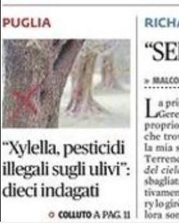 Xylella 19 dicembre 2015