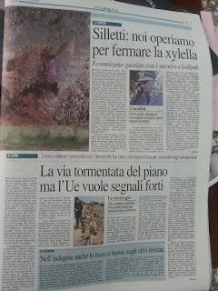 Xylella 19 dicembre 2015