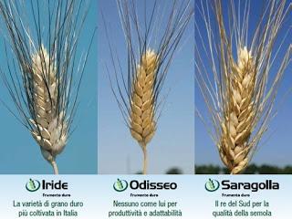 grano saragolla