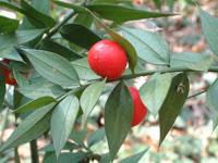 Agrifoglio e Pungitopo