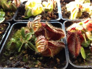 Cephalotus follicularis...alcuni scatti