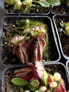 Cephalotus follicularis...alcuni scatti