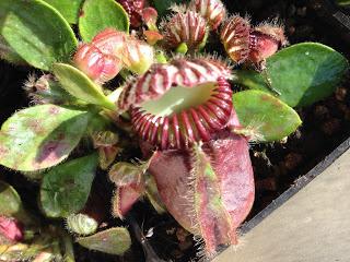 Cephalotus follicularis...alcuni scatti