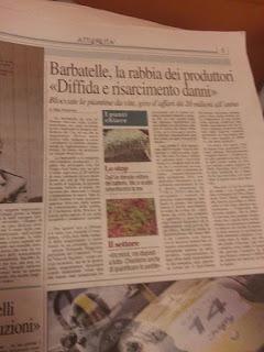 Xylella 20 dicembre 2015