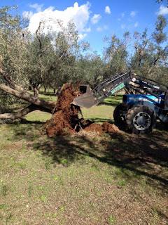 TERREMOTO Xylella: perché?