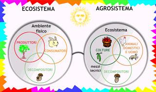 TERREMOTO Xylella: perché?