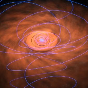 In questa immagine artistica, le linee del campo magnetico, legate al materiale che spiraleggia verso la protostella, si attorcigliano sempre di più via via che ci si avvicina alla stella in formazione. Crediti: Bill Saxton, NRAO/AUI/NSF