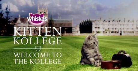 Da Whiskas: il Kitten College :-) NSFW?