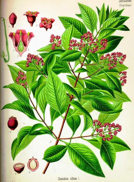 Sandalo, olio essenziale