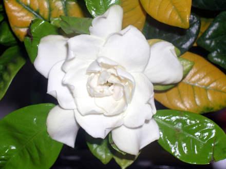 camelia