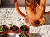 serra balcone greenhouse balcony