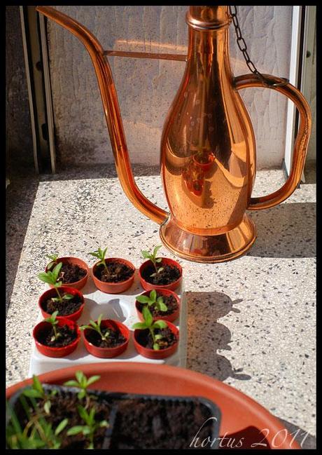 La serra nel balcone / The greenhouse  on the balcony