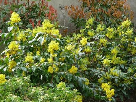 mahonia