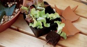 orto sul balcone, insalata