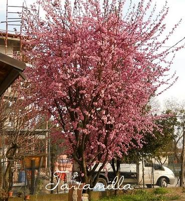 Respiriamo la primavera!!