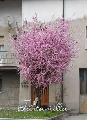 Respiriamo la primavera!!