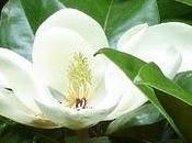 Capelli lucidi come foglie magnolia