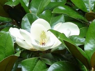 Capelli lucidi come foglie di magnolia