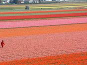 Viaggi primavera: giardini tulipani Keukenhof Olanda