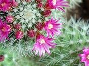 cactus fiorito flower