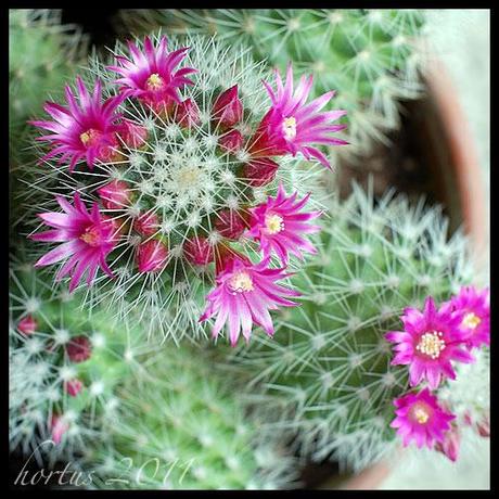 Il cactus fiorito / The cactus flower