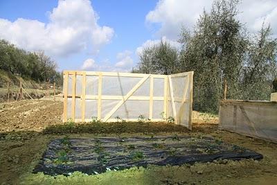 sabato dell'orto, la serra per i pomodori