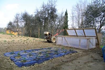 sabato dell'orto, la serra per i pomodori