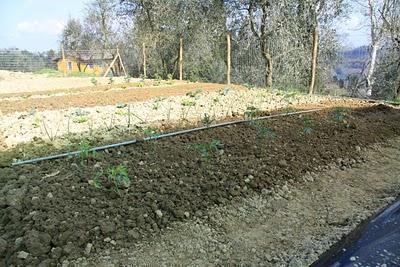 sabato dell'orto, la serra per i pomodori