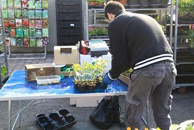 sabato dell'orto, la serra per i pomodori