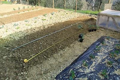 sabato dell'orto, la serra per i pomodori