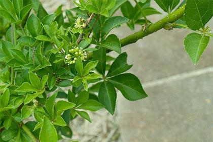 L'Eleuterococco aumenta le difese immunitarie