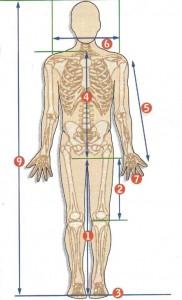 Misure antropometriche