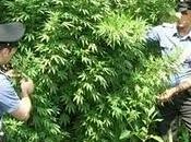 82enne coltiva piante marijuana afferma: “Era galline”