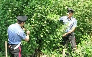 82enne coltiva 200 piante di marijuana ma afferma: “Era per le mie galline”