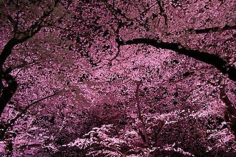 E i ciliegi fioriscono a Tokyo.