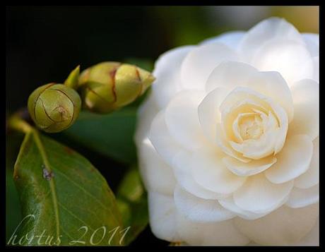 Il primo fiore di camelia / The first  flower of camellia