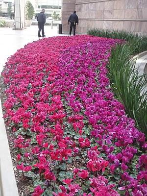 Las Vegas Flowers