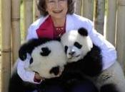regina piccoli panda