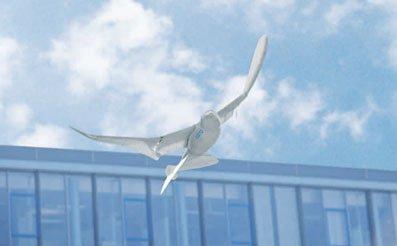 Droni: il gabbiano reale bionico
