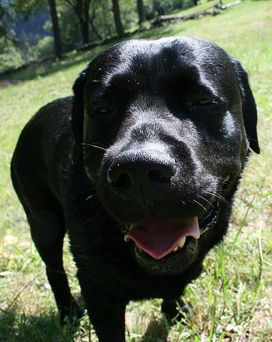 Yes, I'm a black Lab (papooda per Poode)