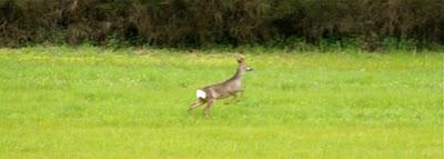 la corsa del capriolo