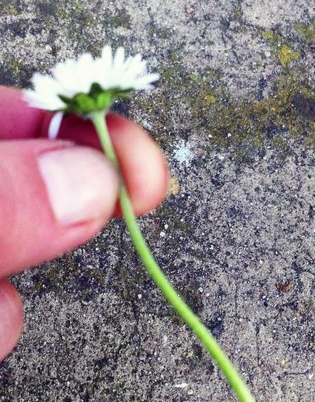 una corona di margherite...