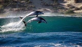 delfini deepwater horizon
