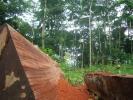 Deforestare bello