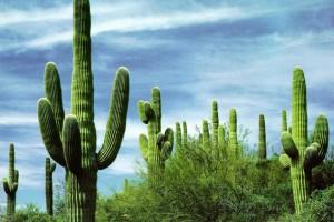 L’obiezione del cactus