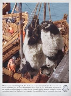 Campagna shock di Sea Shepherd, il Tonno Rosso come il Panda