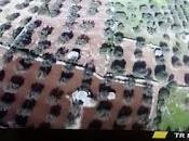 Xylella, test patogenicità nelle serre bucate