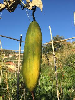 Luffa ...  eco-spugne da coltivare