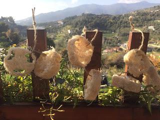 Luffa ...  eco-spugne da coltivare